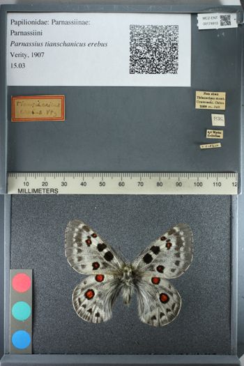 Media type: image;   Entomology 174913